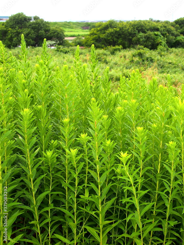 秋の江戸川土手に生える背高泡立ち草と河川敷風景