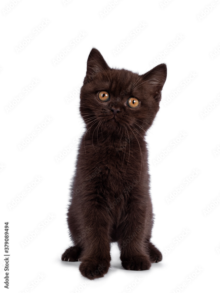 Fototapeta Cute chocolate British Shorthair cat kitten, standing on edge facing front. Looking towards camera with orange eyes. Isolated on white background.