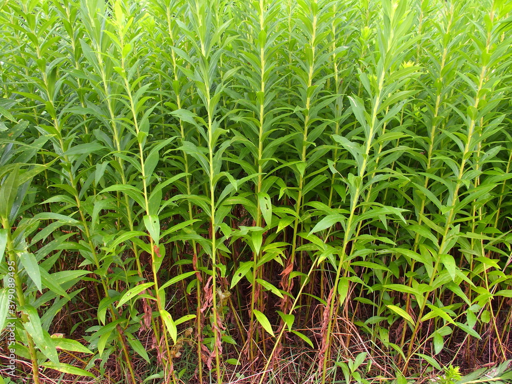 秋の土手に生える背高泡立ち草
