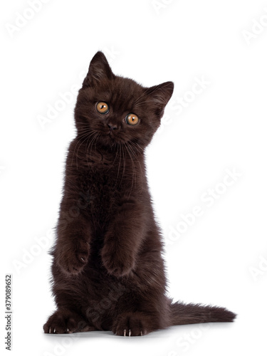 Cute chocolate British Shorthair cat kitten, sitting on hind paws like meerkat. Looking towards camera with orange eyes. Isolated on white background. Front paws in air