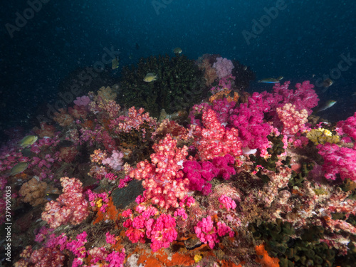 Pink soft corals in Mergui archipelago, Myanmar