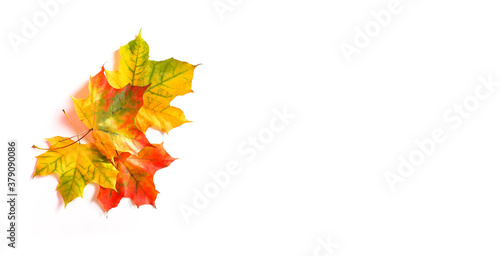 Colorful autumn maple leaves on white background
