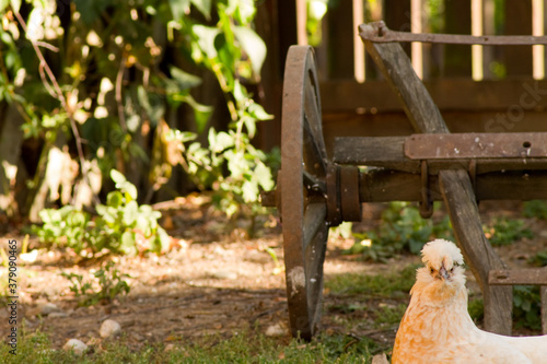 white chicken in front of a wooden wagon looks into the camera