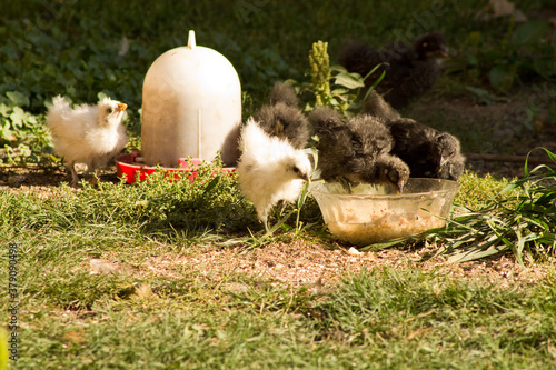 young chicks eating in the garden in summer