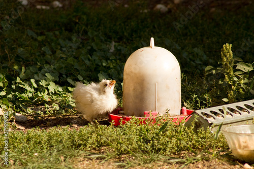a young chick drinks water at the water trough