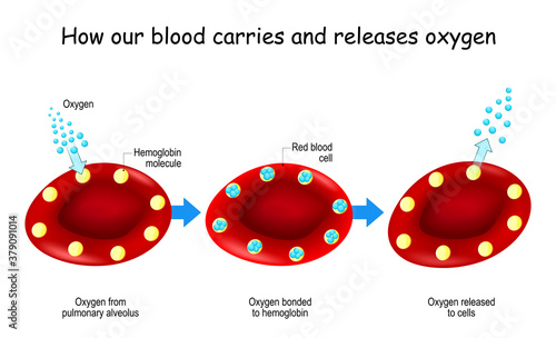 Oxygen and Hemoglobin. Red blood cells with hemoglobin molecule.