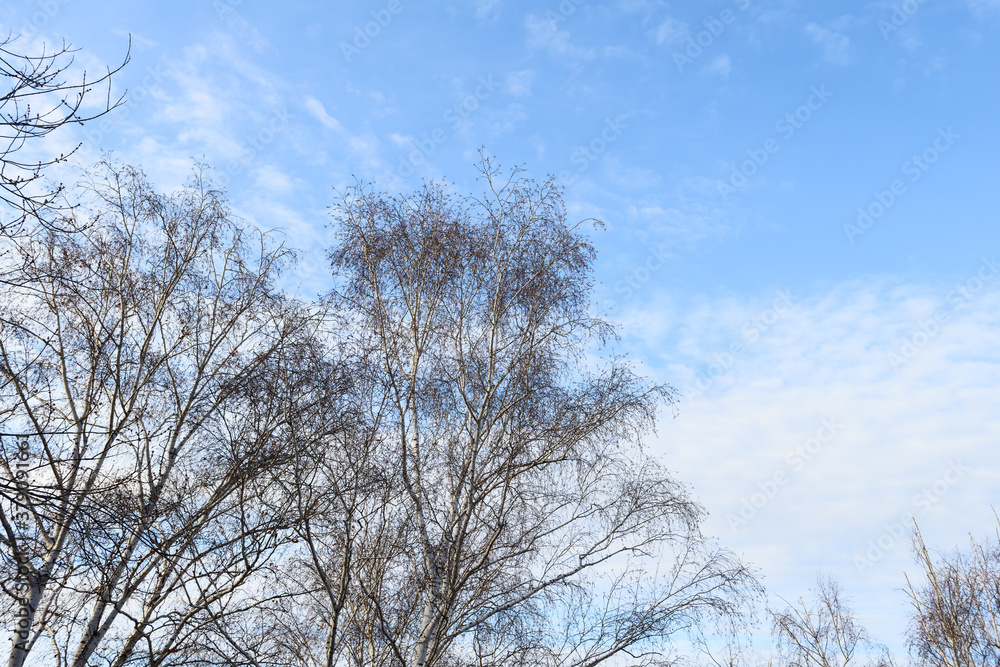 Tree tops birch trees without leaves against a cloudy sky Tree tops birch trees without leaves against a cloudy sky