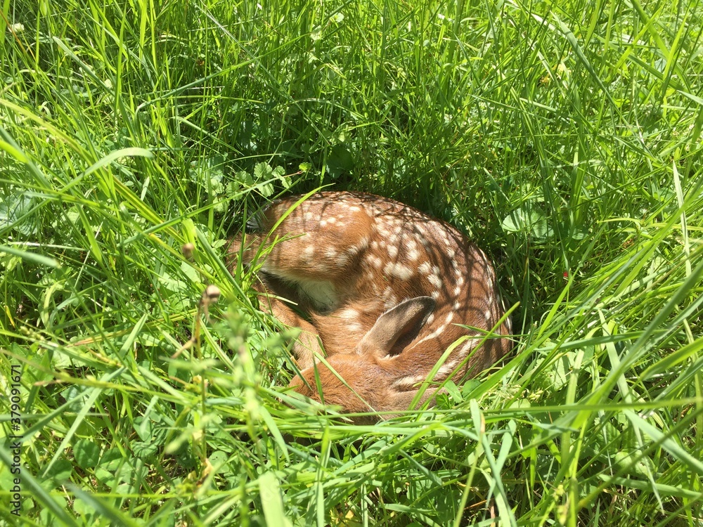 Sleeping Fawn Sleeping Fawn