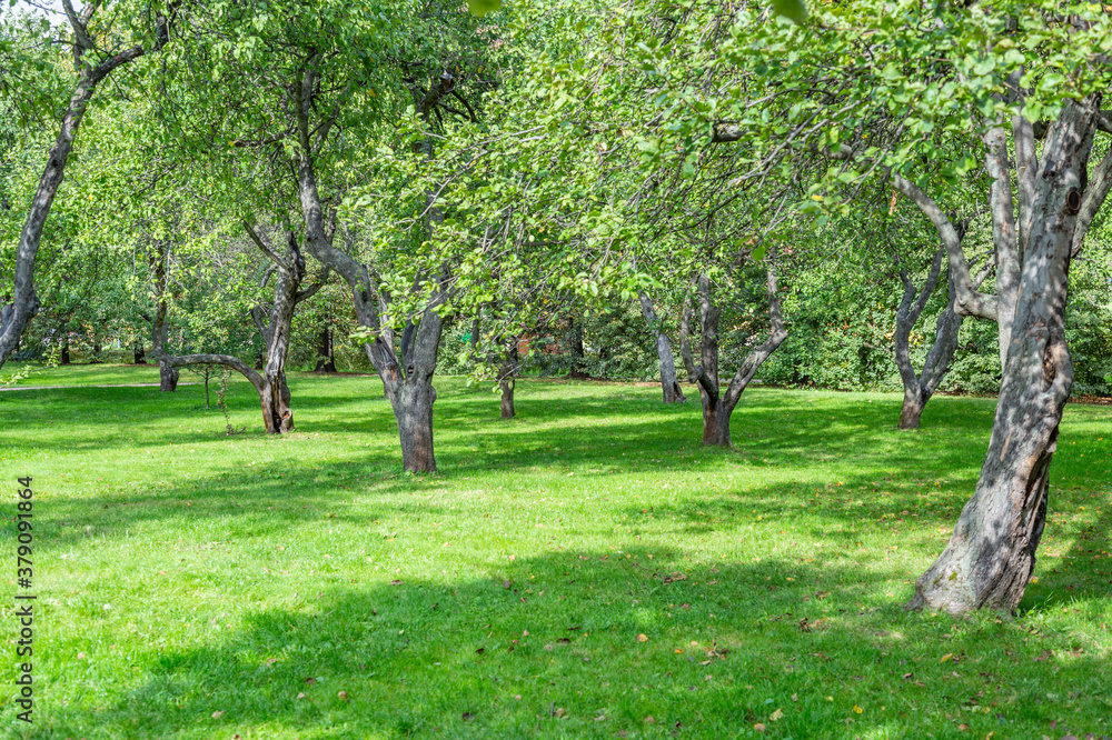 Green grass in the recreation area of the city summer park Green grass in the recreation area of the city summer park