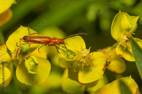 beetle on a yellow flower © Dmitry