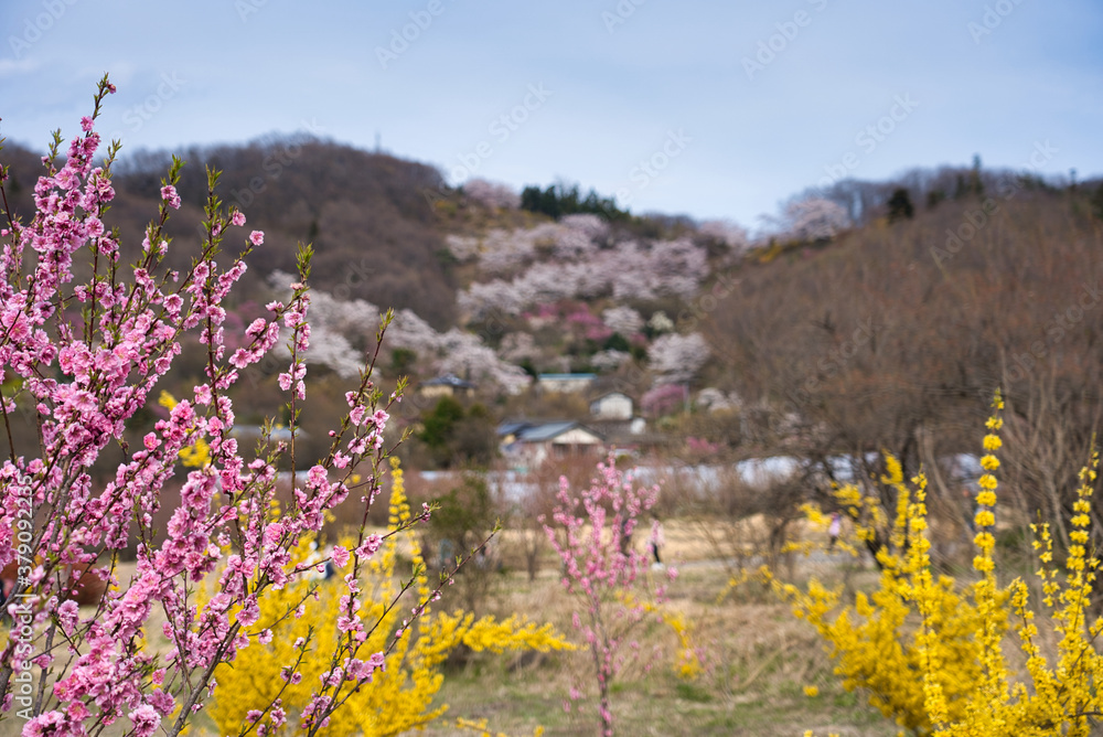 Obraz premium 福島県の桜風景
