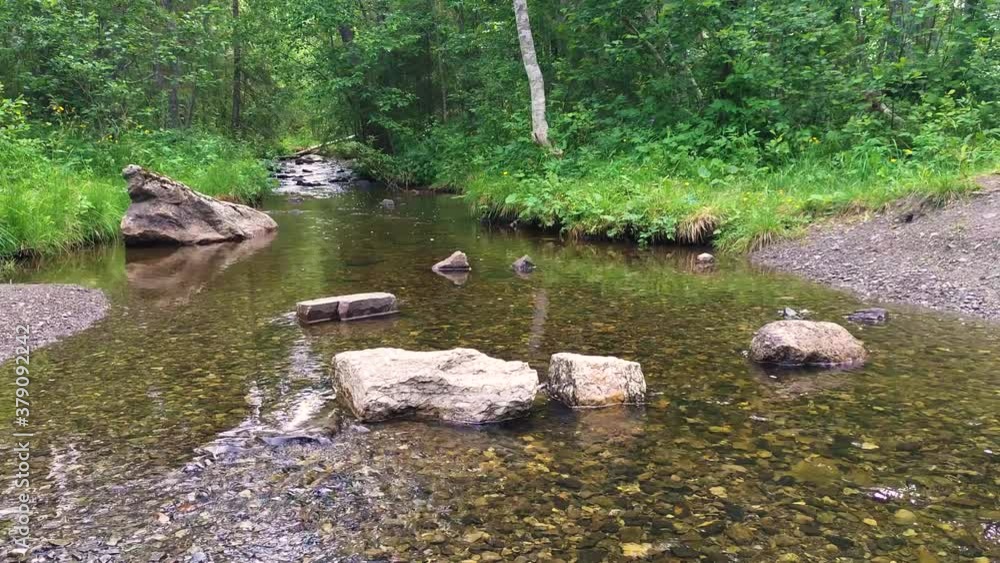 shallow brook in the middle of the woods shallow brook in the middle of the woods