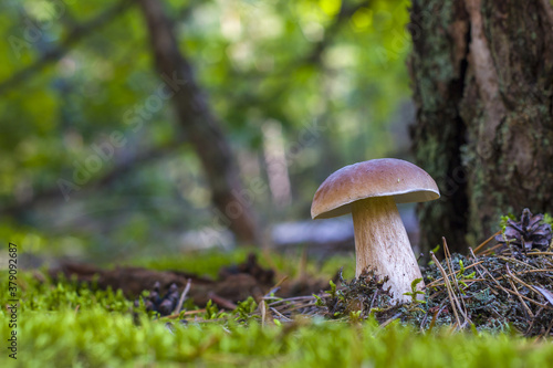 big mushroom grows on forest glade