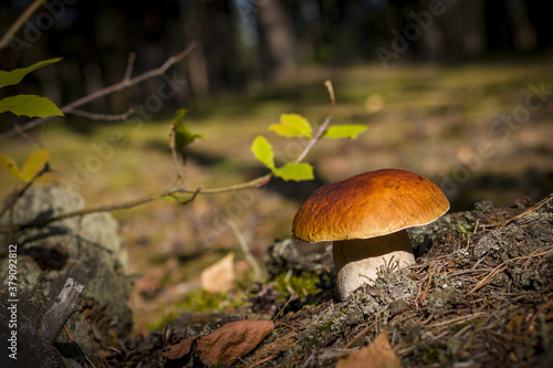 wide cep mushroom grows in sunny forest