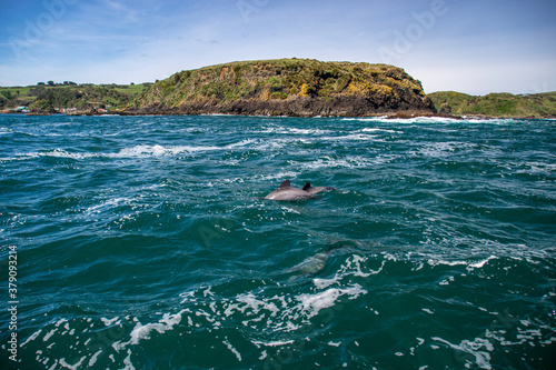 Delfines en Chiloe, Chile