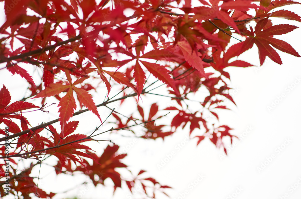 red maple leaves red maple leaves