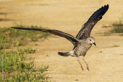 Lesser Black-backed Gull Larus fuscus Costa Ballena Cadiz