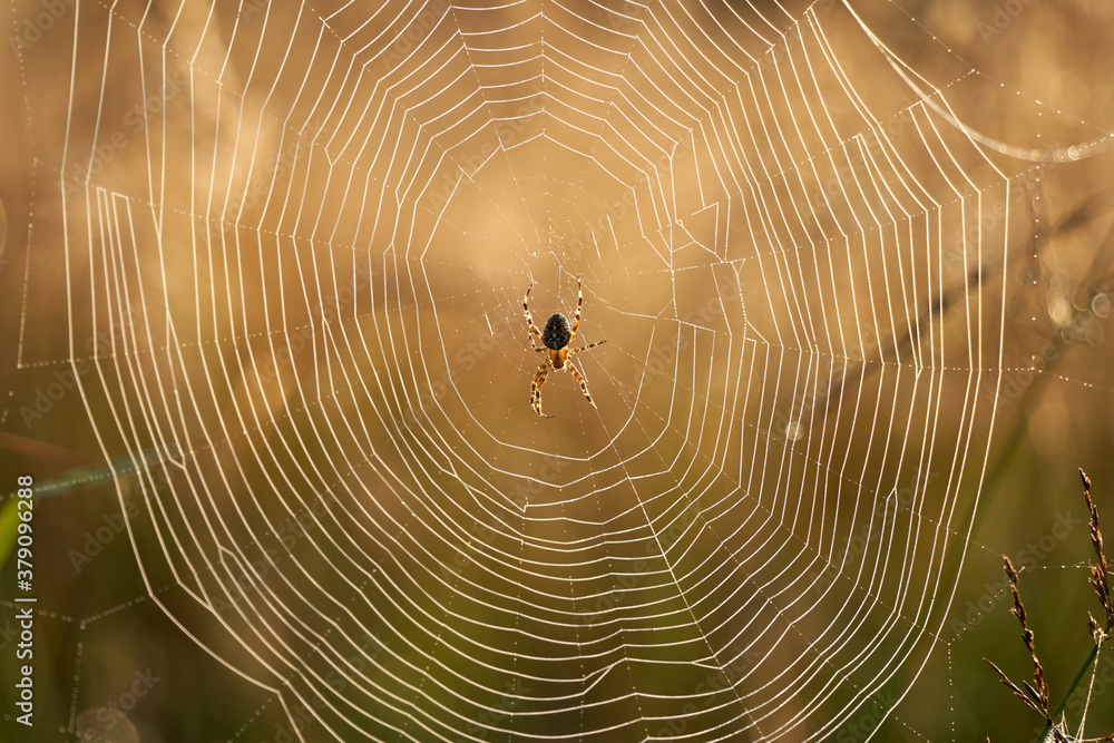 Garden spider (Araneus) in its web, on the heather, lit by sunlight. Germany, Schonbuch. Garden spider (Araneus) in its web, on the heather, lit by sunlight. Germany, Schonbuch.