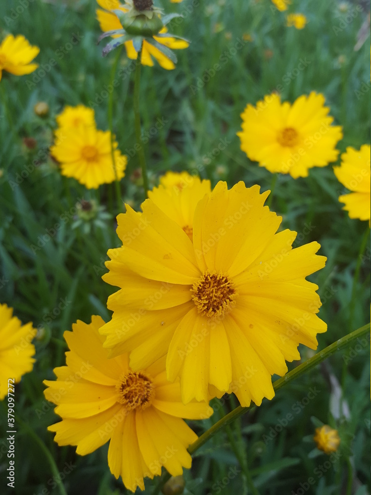 yellow flowers in the garden yellow flowers in the garden