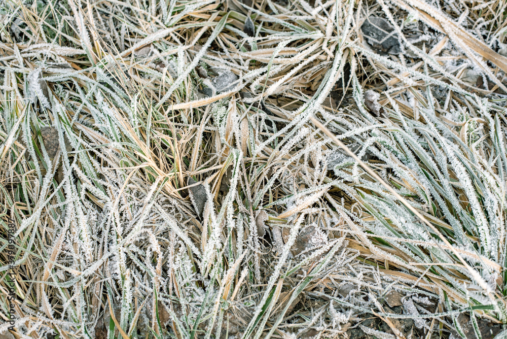 Dry frozen grass, covered with frosty morning in late autumn. Freezing, frozen natural in morning frost. Rime. Late fall, early winter.