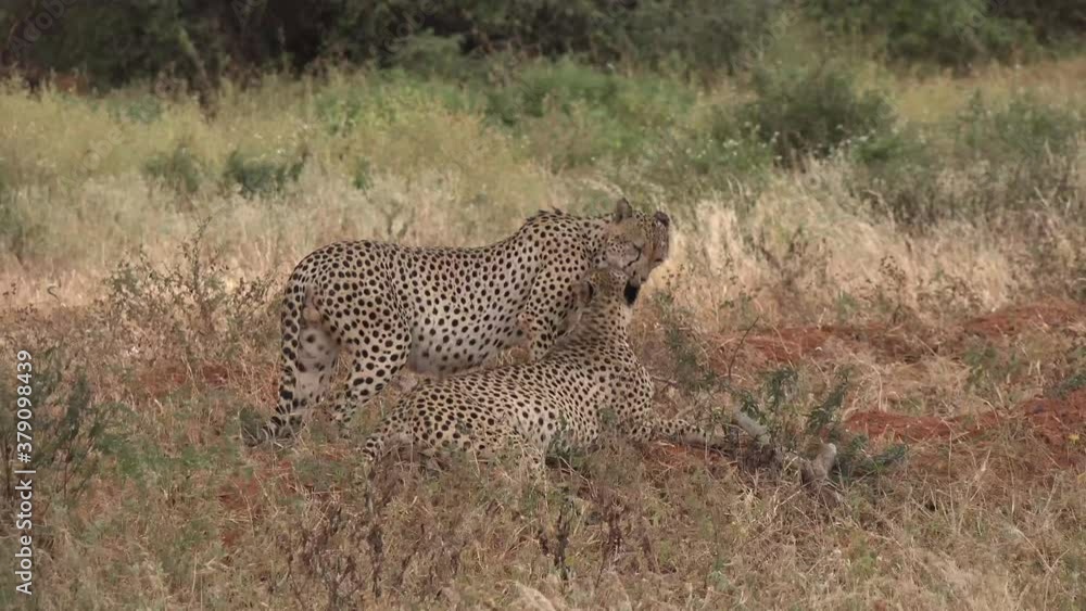 Kenya. Cheetahs in the savannah Kenya. Cheetahs in the savannah