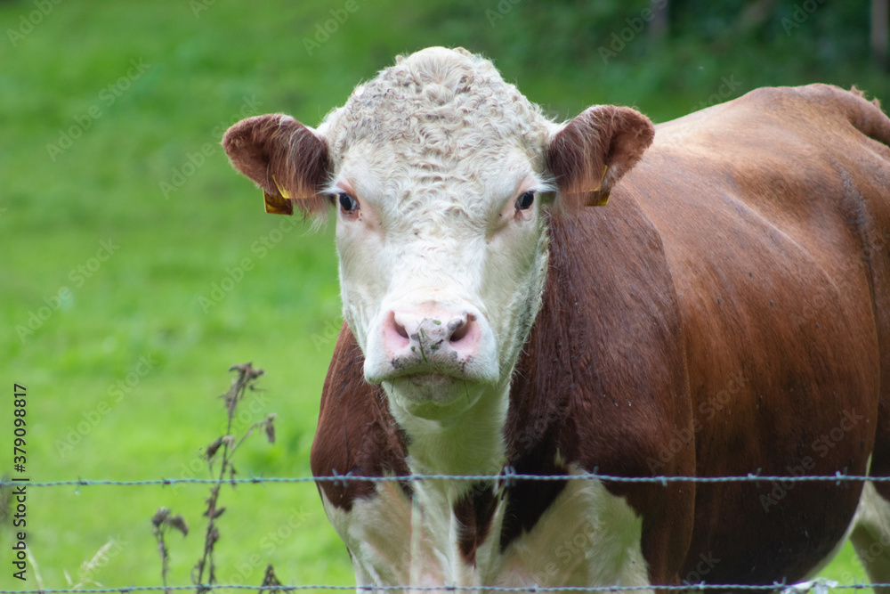 Closeup portrait of brown cow with white head standing on fresh green pasture and looking at the camera
