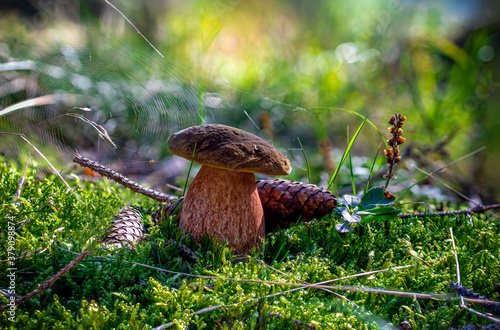 Flockenstieliger Hexenröhrling (Neoboletus erythropus) am herbstlichen Waldboden mit Zapfen, Moos, Gräser  und Spinnennetz im Hintergrund.  photo