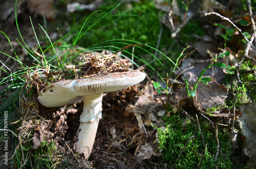 Perlpilz im Wald  photo