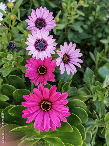 Set of daisies of pink colors in summer. Promenades full of flowers.