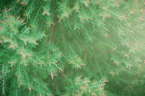 Fresh green leaf on blurred greenery background. / Natural green leaves bokeh background. (Selective focus) © 249 Anurak