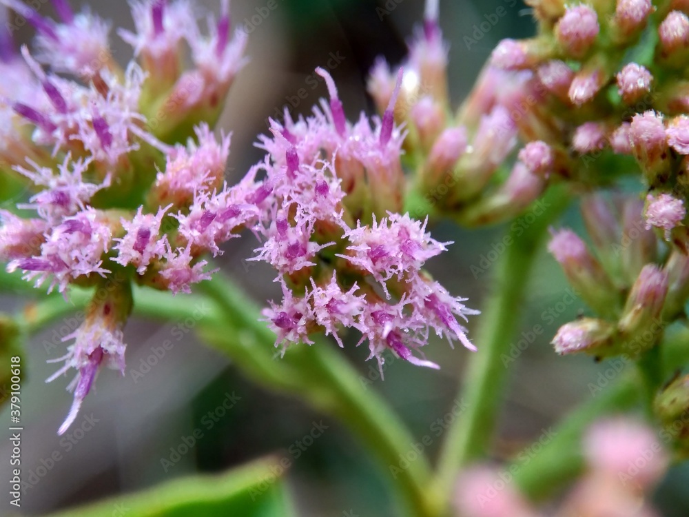 Pluchea indica (Indian camphorweed, Indian fleabane, Indian pluchea, Baccharis indica L, beluntas, luntas). This plant contains β-sitosterol and stigmasterol, which have antidiabetic.