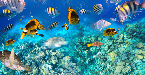 Underwater colorful tropical fishes at coral reef at Red Sea. © Solarisys