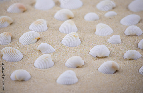 There are many small white shells on the white sand. Macro photography of a marine theme. The beach is somewhere near the sea or ocean. Sunny day. Vacation or weekend. © Grace800