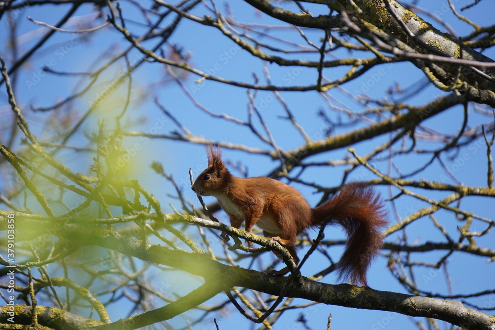 Eichhörnchen Eichhörnchen
