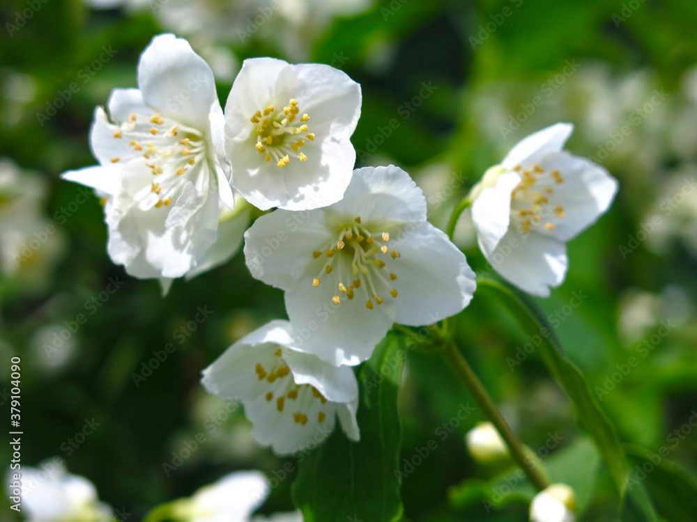 white Jasmine blooms luxuriantly in the garden in spring