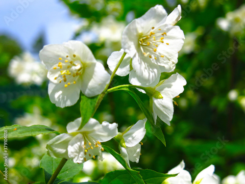 Fototapeta Naklejka Na Ścianę i Meble -  white Jasmine blooms luxuriantly in the garden in spring