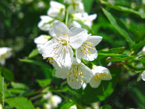white Jasmine blooms luxuriantly in the garden in spring