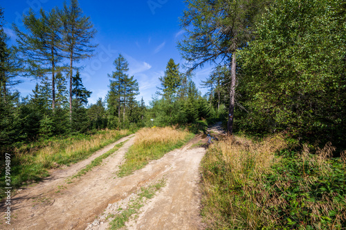 Mountain hiking trail in Beskid Sadecki near Krynica Zdroj in Poland