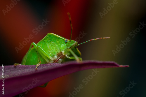 Insect macro photography Nebula Rhaphigaster photo