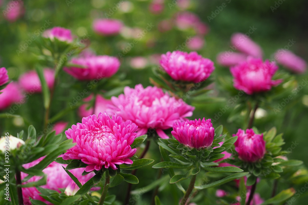 Red aster flowers close-up. Blooming flower bed. Red aster flowers close-up. Blooming flower bed.