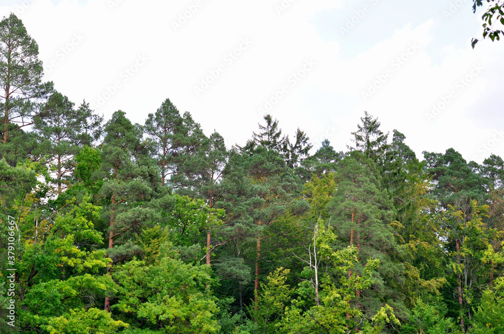 Fototapeta premium Wald Bäume mit Himmel