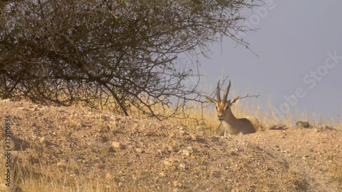 Mountain Gazelle male, Regurgitating, Jordan valley, Israel
Mountain Gazelle male feeding, 2020 
