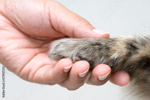 Woman's hand holding a mixed breed dog's paw