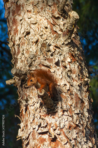 Red squirrel (Sciurus vulgaris) posing in a pine © Csar