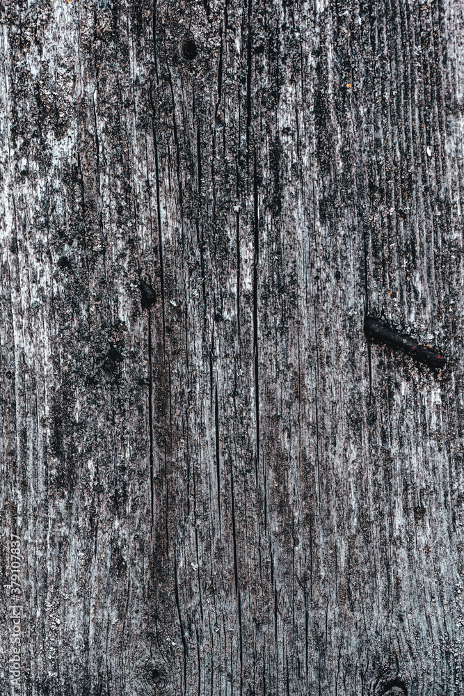 Obraz premium old wood texture closeup