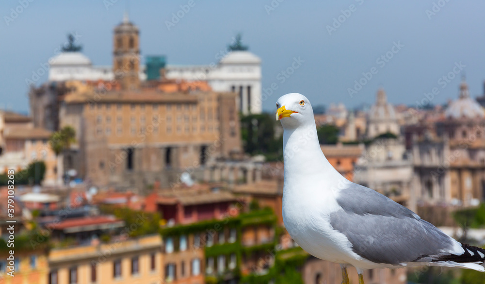 Gull, Palatine Hill, Roman Forum, Rome, Italy, Europe Gull, Palatine Hill, Roman Forum, Rome, Italy, Europe