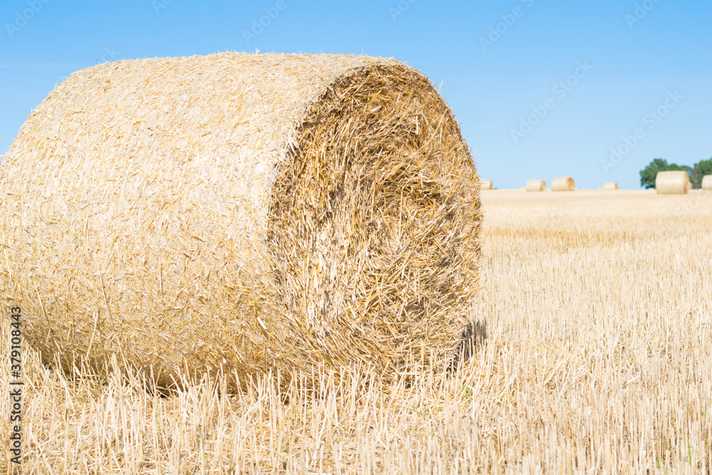 Fototapeta premium Haystack rolls on agriculture field landscape in autumn. Haystack harvesting field. Agriculture haystack harvest. Agriculture field haystack harvest scene against the backdrop of trees. close-up