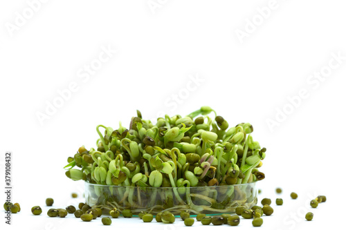 Bean sprout in petri dish genetic modified