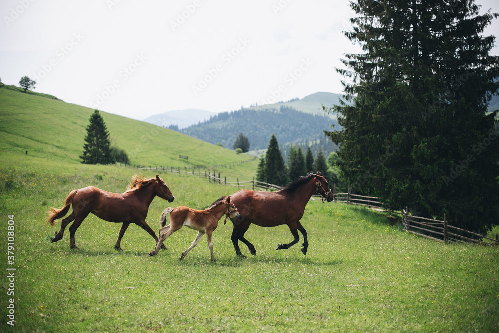Brown horses family in the green scenery running through the valley trees and lane Brown horses family in the green scenery running through the valley trees and lane