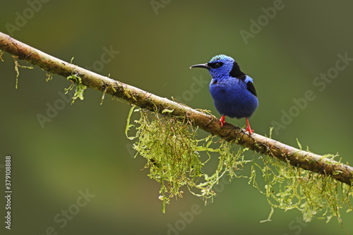 Red-legged honeycreeper perched on branch